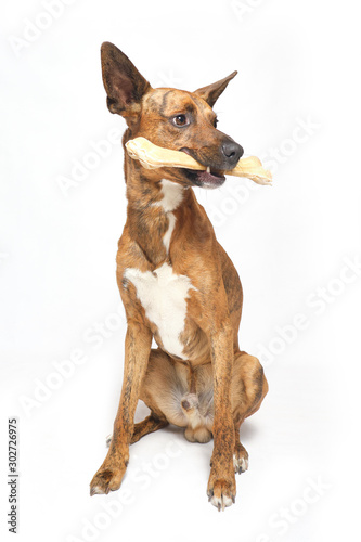 dog with bone in mouth © Miguel