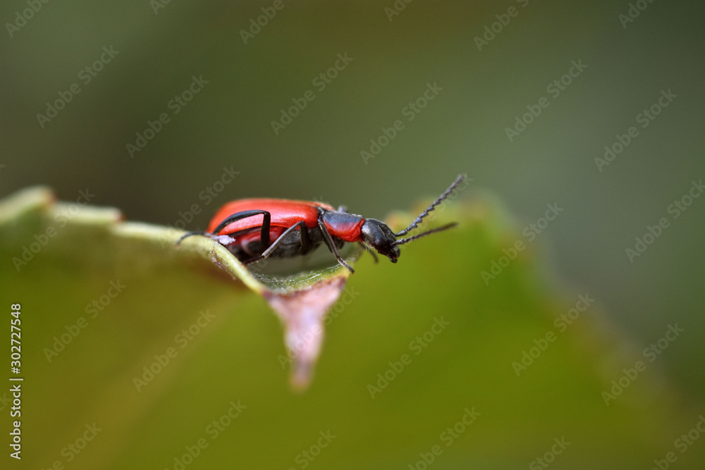 Fototapeta premium Close up Black-Headed Cardinal Beetle. Pyrochroa coccinea.
