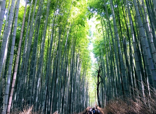 Path in the Bamboo forest