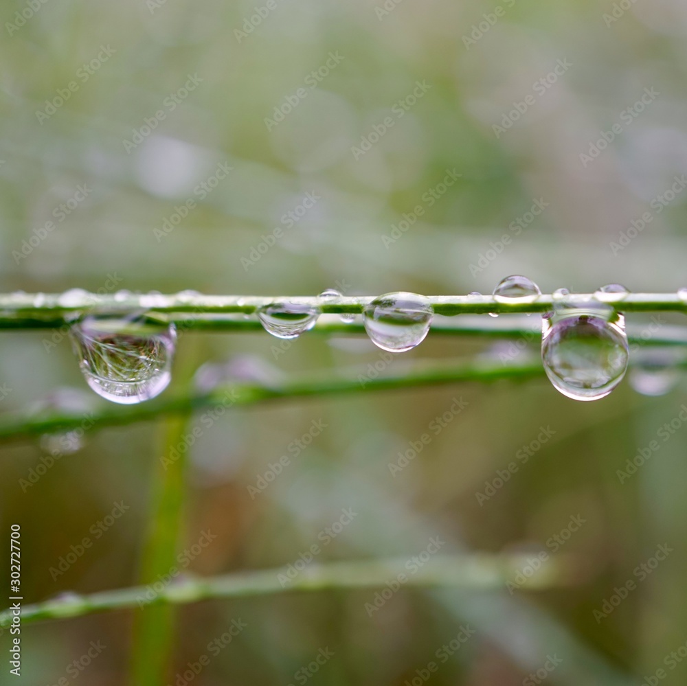 rain drops on the green grass in the nature in autumn rain drops on the green grass in the nature in autumn