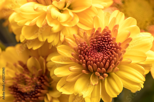 Yellow mums in a bouquet.