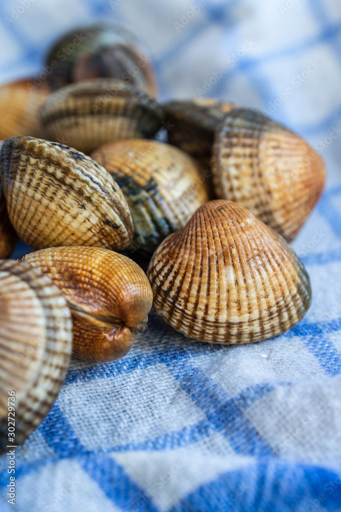 Top view of raw cockles on white and blue kitchen towel, in vertical, with copy space