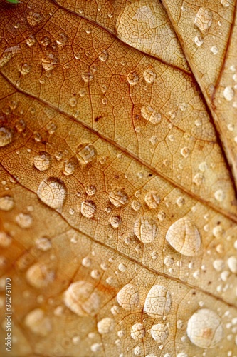 rain drops on the brown tree leaves in autumn season, autumn colors