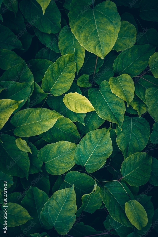 green plant leaves textured in the nature in autumn season green plant leaves textured in the nature in autumn season