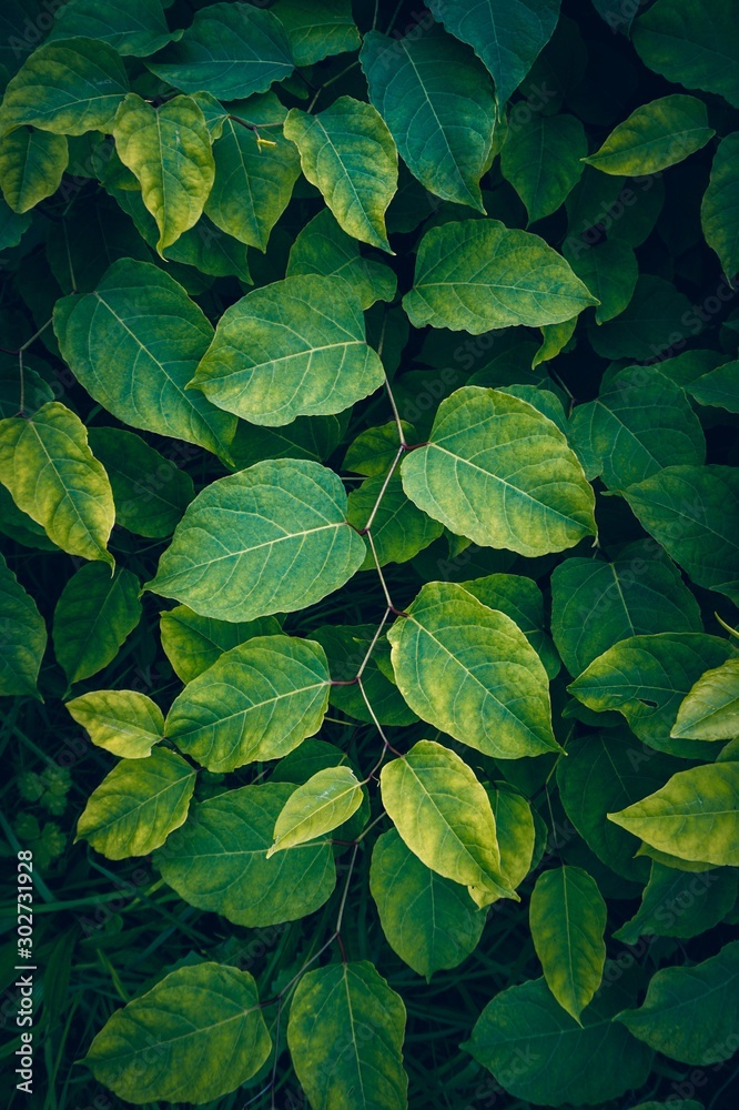 green plant leaves textured in the nature in autumn season green plant leaves textured in the nature in autumn season