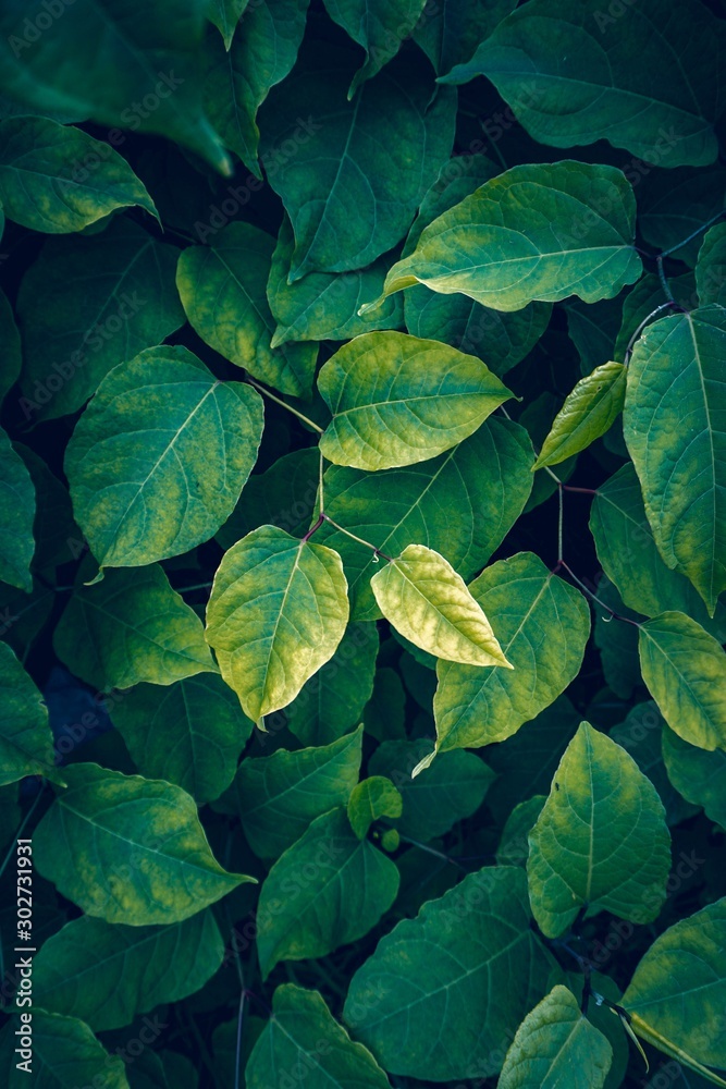 green plant leaves textured in the nature in autumn season green plant leaves textured in the nature in autumn season