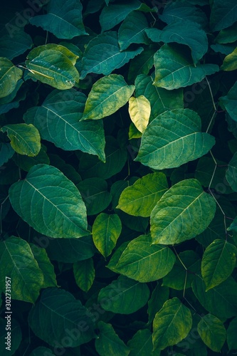 green plant leaves textured in the nature in autumn season