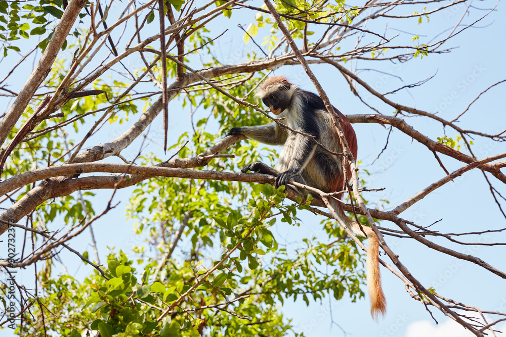 Monkey red colobus on the branch Monkey red colobus on the branch