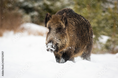 Big male wild boar, sus scrofa, wading through deep snow in winter with snowflakes falling around. Freezing wildlife scenery of animal moving in wintertime.