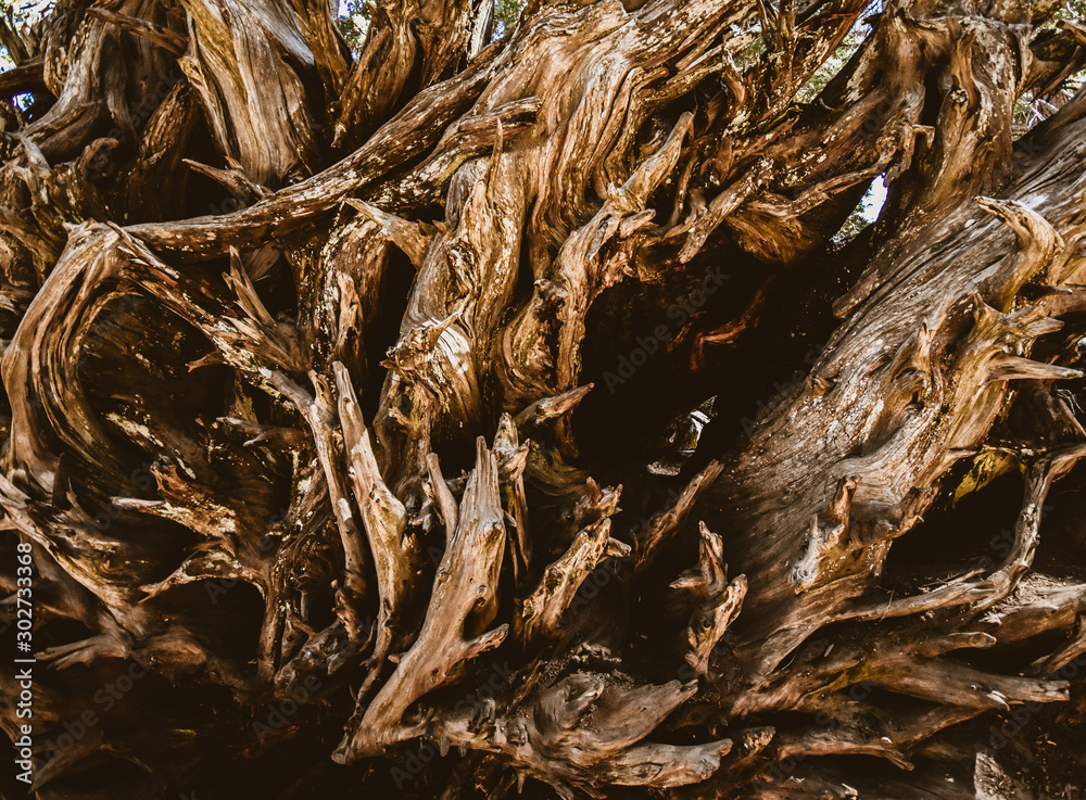 upturned roots of tree upturned roots of tree