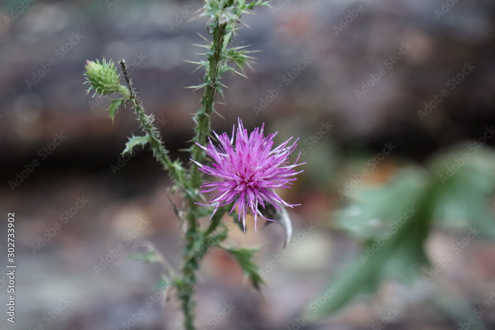 Distel Distel