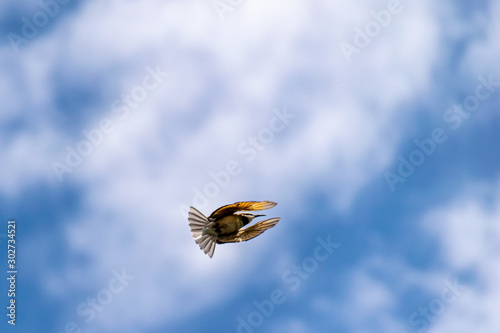 White-throated bee-eater (Merops albicollis) in flight in Entebbe, Uganda photo