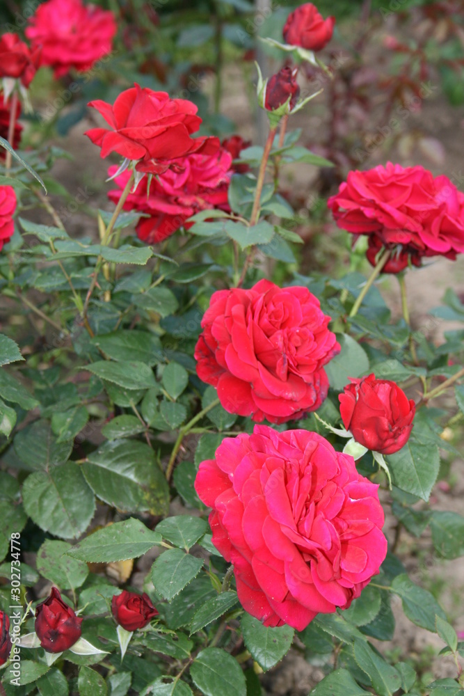 red roses in garden