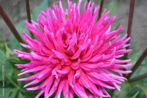 pink flower of dahlia