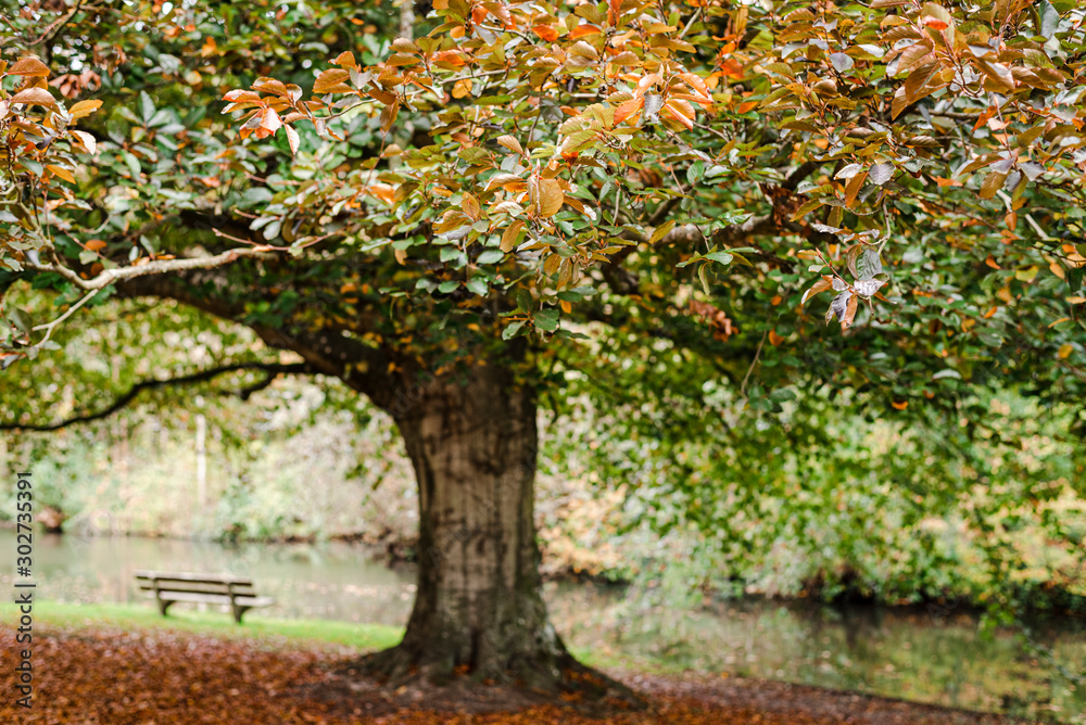 Naklejka premium Bench in the autumn park.