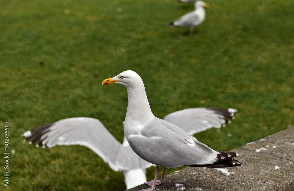 Lesser black-backed gull in the air