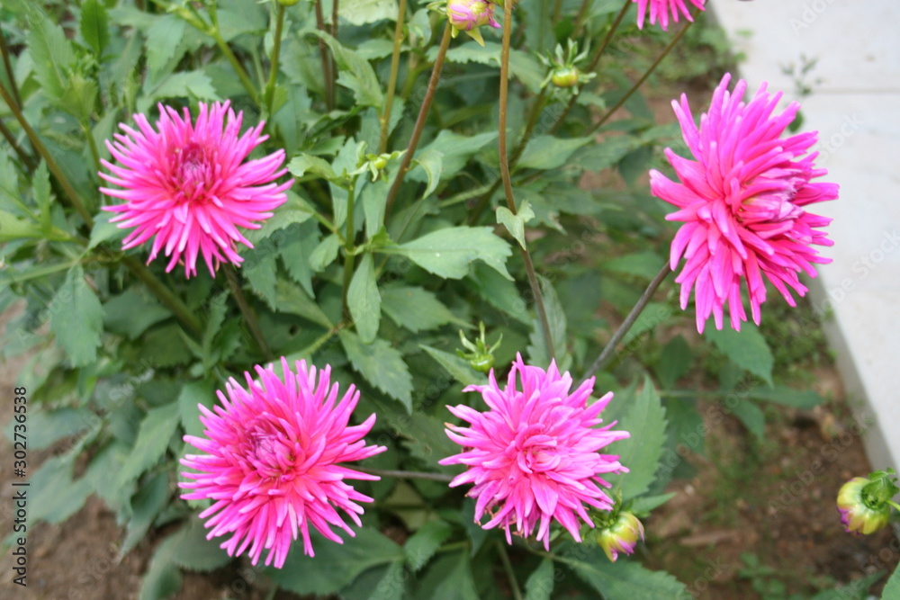 flowers in the garden flowers in the garden