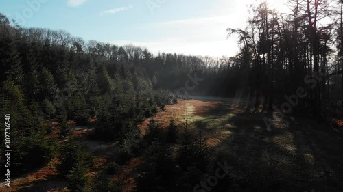 Drone flight over a forest glade with pine trees, sunbeams shine through the tall trees