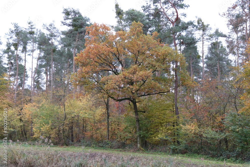 Fototapeta premium Herbstbaum