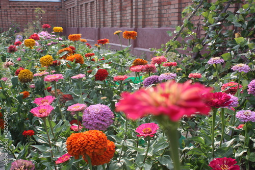 flowers in the garden