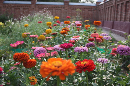 flowers in the garden