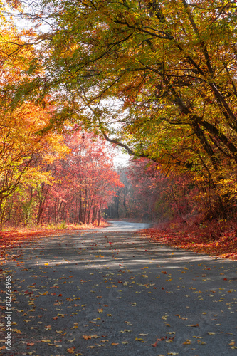 Autumn in park. Winding road through colorful forest in early autumn. Landscape of autumn forest, colorful trees with falling leaves in autumn sunlight