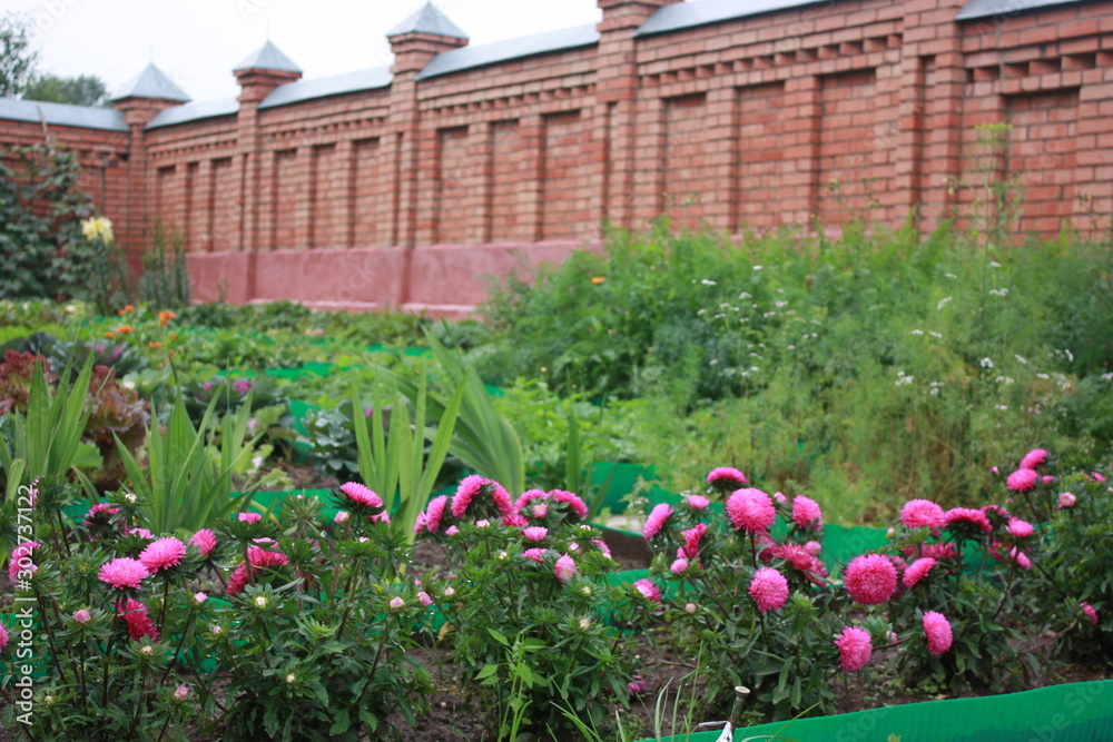 Fototapeta premium flowers in the garden