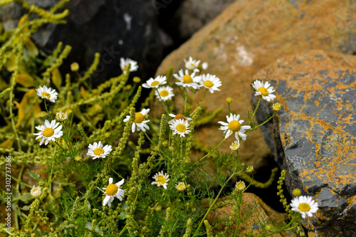 Matricaria chamomilla growing in the stones