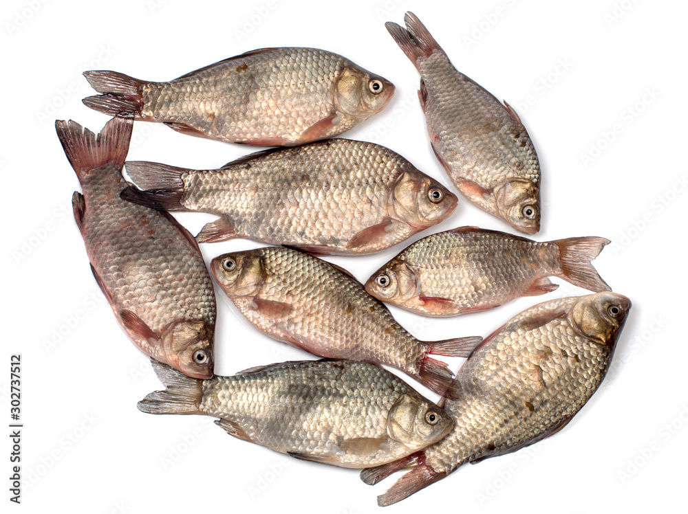 Eight crucian carps closeup on a white background Eight crucian carps closeup on a white background
