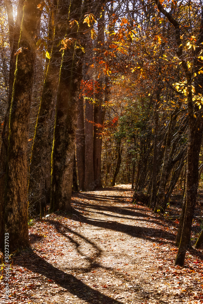 Obraz premium A walk in the Woods