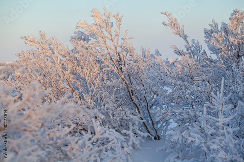  Beautiful winter landscape of tundra , frost on the branches of trees, the first snow, Arctic Circle.