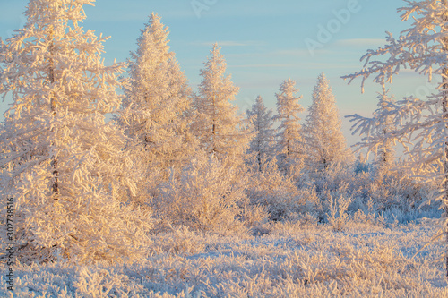 Beautiful winter landscape, frost on the branches of trees, the first snow, © evgenii