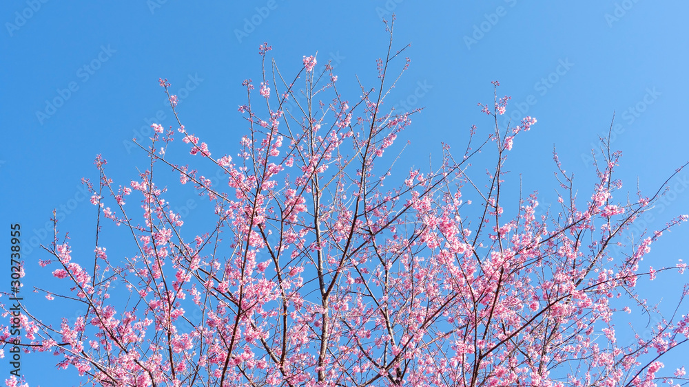 Pink wild Himalayan cherry blossom in a garden. Pink wild Himalayan cherry blossom in a garden.