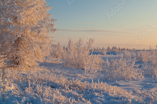 Beautiful winter landscape of tundra , frost on the branches of trees, the first snow, Arctic Circle.