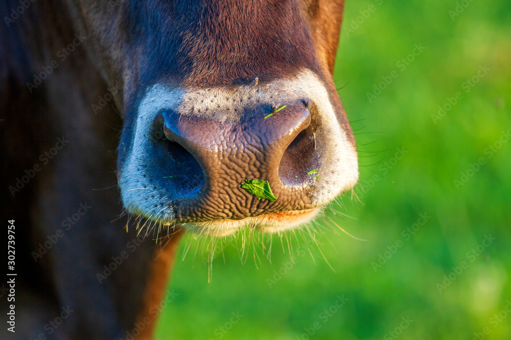 Fototapeta premium Kuh - Schnauze - Allgäu - Detail