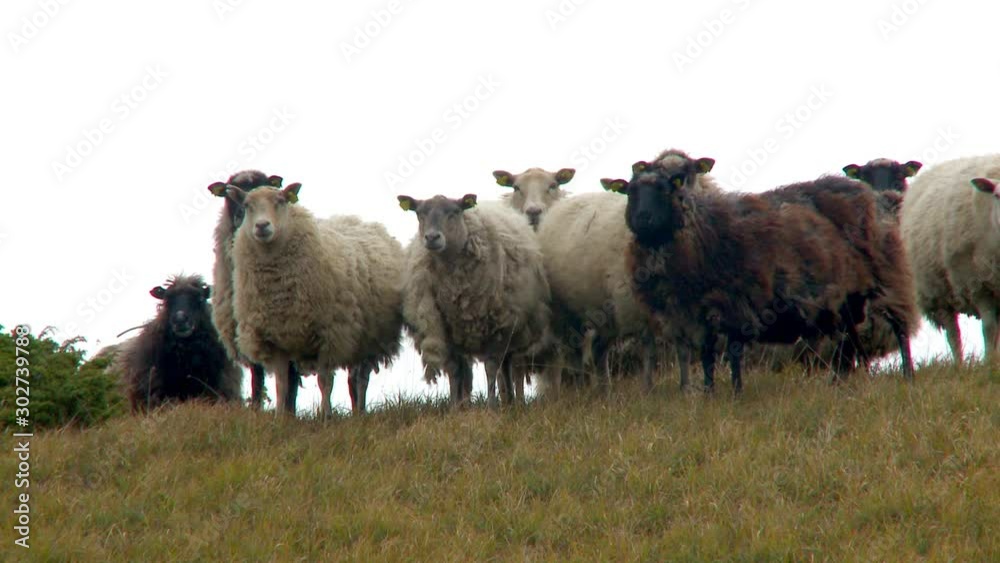 Sheep On Hill Slope, Sweden Sheep On Hill Slope, Sweden