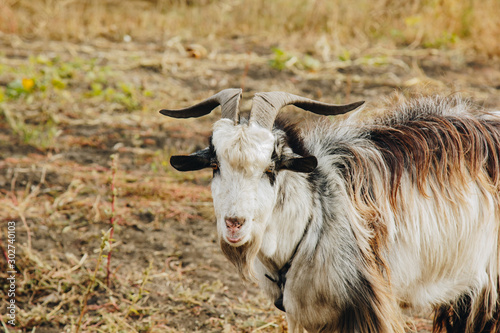 a beautiful goat with a beard and large round horns grazing in the garden. animal protection concept.