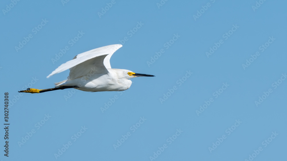 A Snowy Egret in flight. A Snowy Egret in flight.
