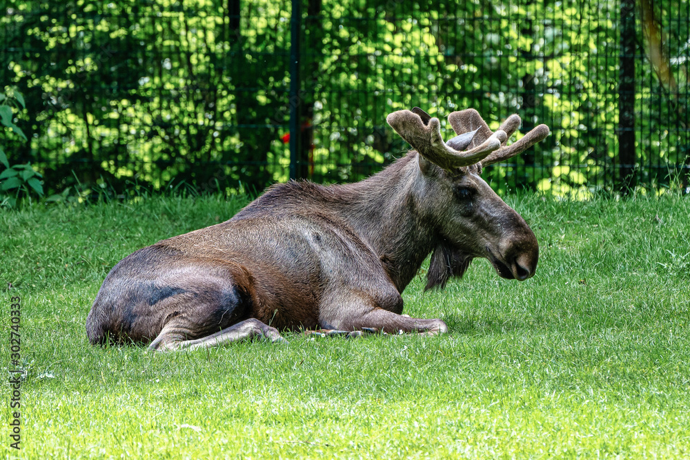 European Moose, Alces alces, also known as the elk