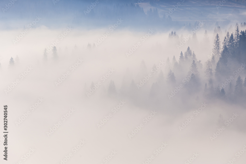 Fototapeta premium Spruce forest trees on the mountain hills sticking out through the morning fog at beautiful autumn foggy sunrise. Carpathian mountains. Ukraine.