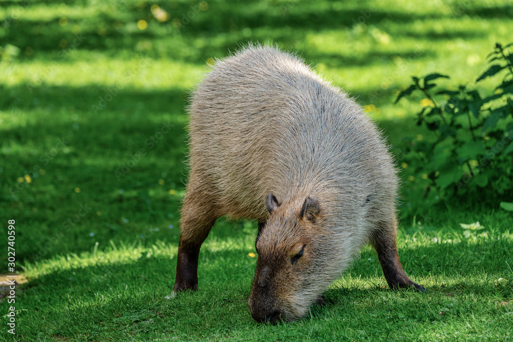 Fototapeta premium Capybara, Hydrochoerus hydrochaeris grazing on fresh green grass