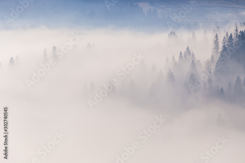 Spruce forest trees on the mountain hills sticking out through the morning fog at beautiful autumn foggy sunrise. Carpathian mountains. Ukraine.