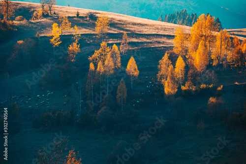 Mountain slope, covered with yellow and orange autumnal trees, illuminated by evening sunlight. Herd of goats on pasture.