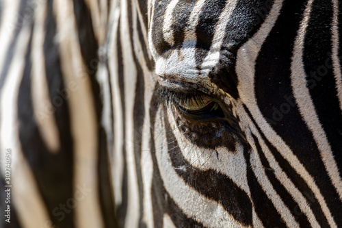 Close up of Zebra's eye