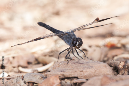 Brachythemis impartita the Northern banded groundling medium-sized male dragonfly with the typical black bands on the wings photo