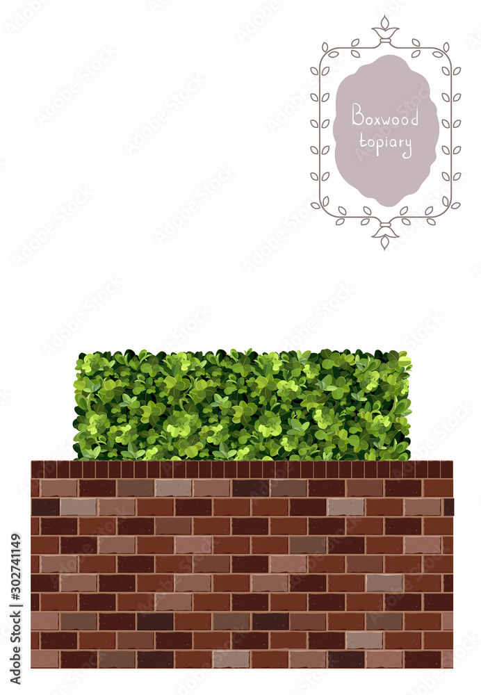 Boxwood Vector Boxwood topiary, border, brick wall, garden plant, vector background ...