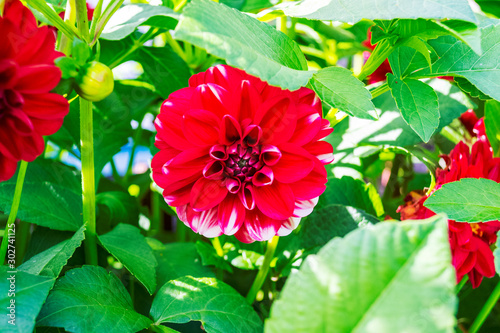 bright red peony flowers in the garden