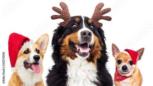 set of dog in santa christmas hat on new years eve © Happy monkey