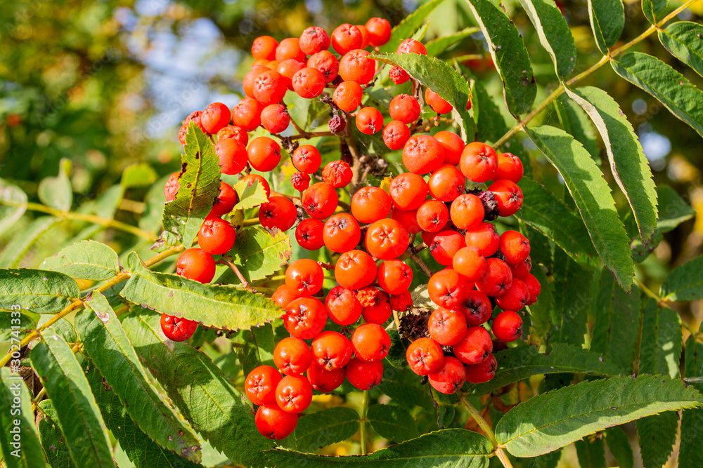 Obraz premium rowan berries on a branch in September
