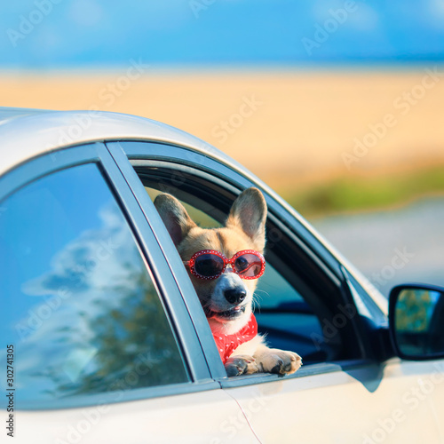square portrait of a trendy funny ginger Corgi dog puppy in sunglasses and headscarf leaning out of a car window on the road during a trip © nataba